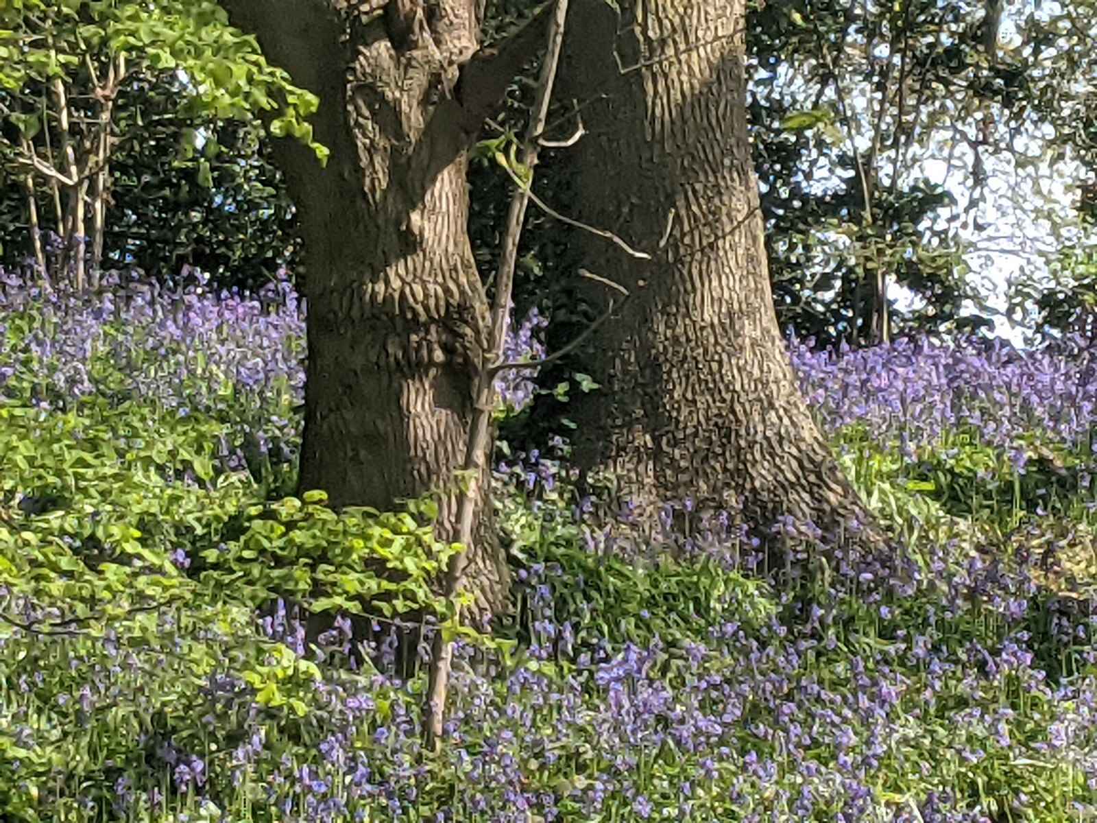 Bluebells in Mill Lane, April 25th 2021